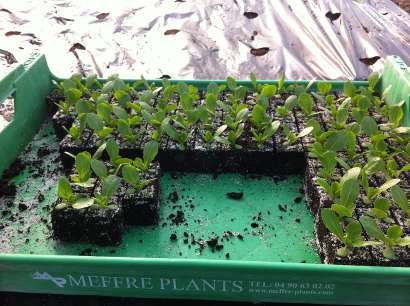 Un plateau de jeunes plants de salade